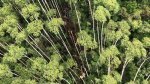 Helicóptero que desapareceu em SP é localizado; todos os ocupantes morreram