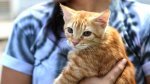 Prefeitura de Salvador realiza vacinação gratuita da V4 para gatos na segunda (8)