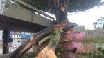 Árvore cai e bloqueia acesso à Estação da Lapa