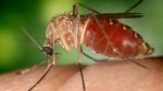 Bahia detecta nove casos de febre orupouche causada por maruim