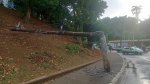 Árvore cai na Centenário e interdita parte da pista