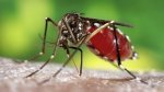 Sobe para 20 o número de mortes por dengue na Bahia