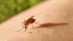 Sesab registra mais de 150 casos de ‘Febre do Oropouche’