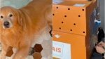 Cachorro morre após falha de companhia aérea; entenda