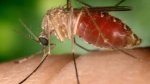 Sobe para 80 número de casos de Febre Oropouche na Bahia