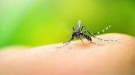 Passa de 45 para 47 o número de mortes por dengue na Bahia