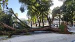 Árvore cai e bloqueia trânsito no Campo Grande