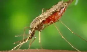 Morte por malária é registrada na Bahia