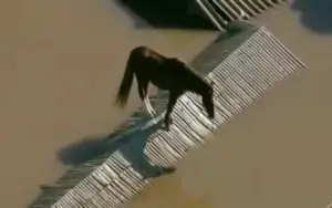 Após 4 dias, cavalo é resgatado em teto de casa no RS