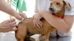 Vacinação V10 para cães é oferecida de graça em Salvador