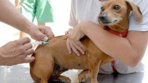 Vacinação V10 para cães é oferecida de graça em Salvador