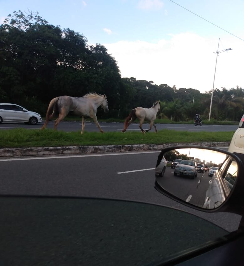 Cavalos na pista assustam motoristas na Avenida Paralela