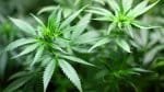 STF fixa quantidade de maconha para diferenciar usuário de traficante