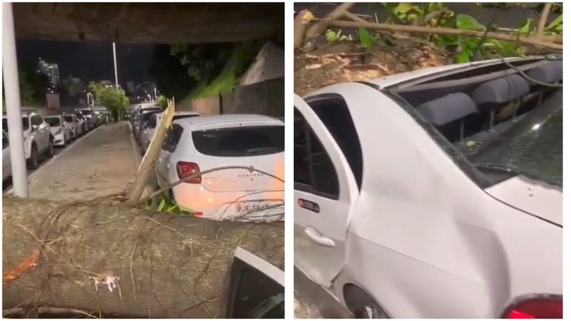 Árvore cai e carro tem perda total em Salvador