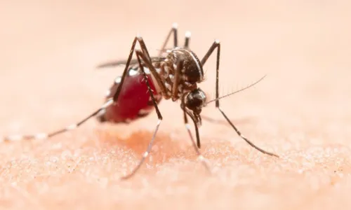 Número de mortes por dengue sobe para 104 na BA