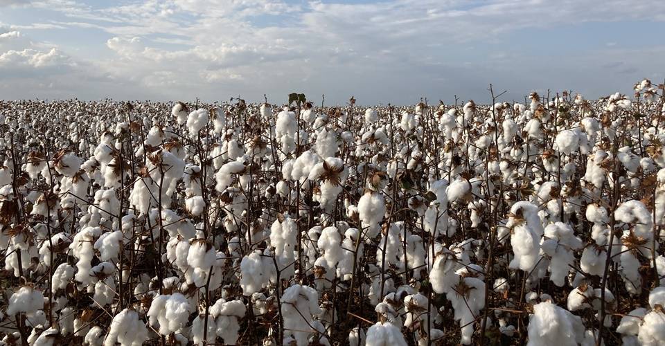 Brasil desbanca EUA e assume liderança mundial na exportação de algodão