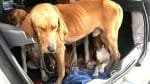Foragido é preso transportando cães em porta-malas de carro na BA