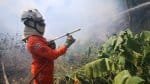 Bombeiros debelaram 422 incêndios florestais nos últimos dois meses na Bahia