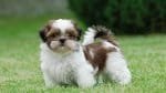 Shih tzu morre após levar paulada em briga de casal na Bahia