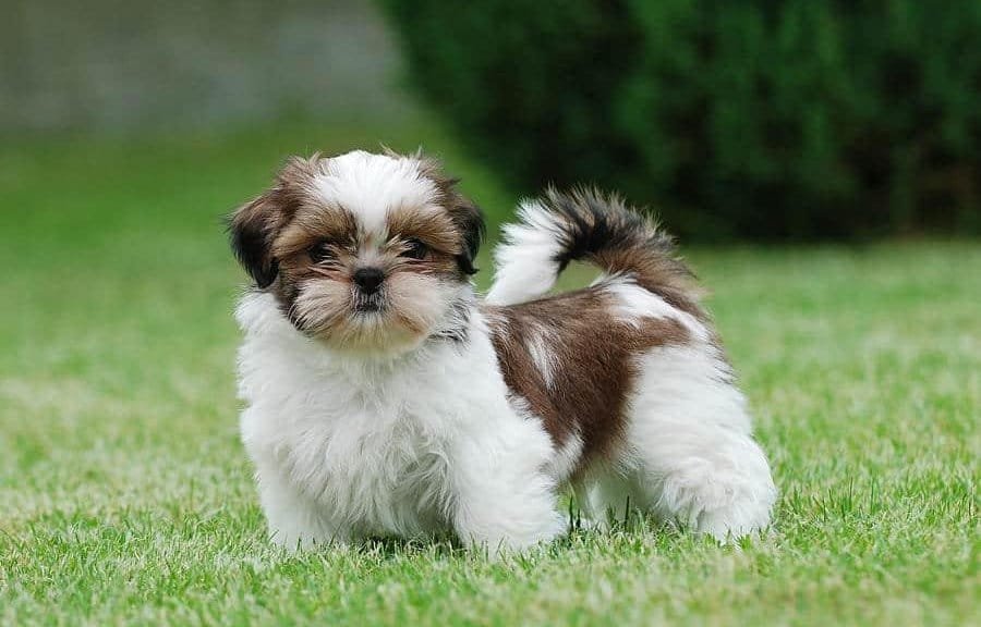 Shih Tzu