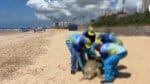 Tartaruga marinha é encontrada morta na praia de Jaguaribe