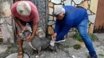 Pets podem ser vacinados contra a raiva em Salvador; confira