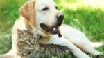 Governo lança RG para cães e gatos; entenda