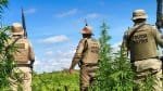 PM erradica mais de 15 mil pés de maconha na Bahia