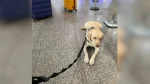 TAP cancela voo após negar embarque de cão de assistência