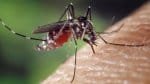Feira de Santana registra primeira morte por dengue em 2025