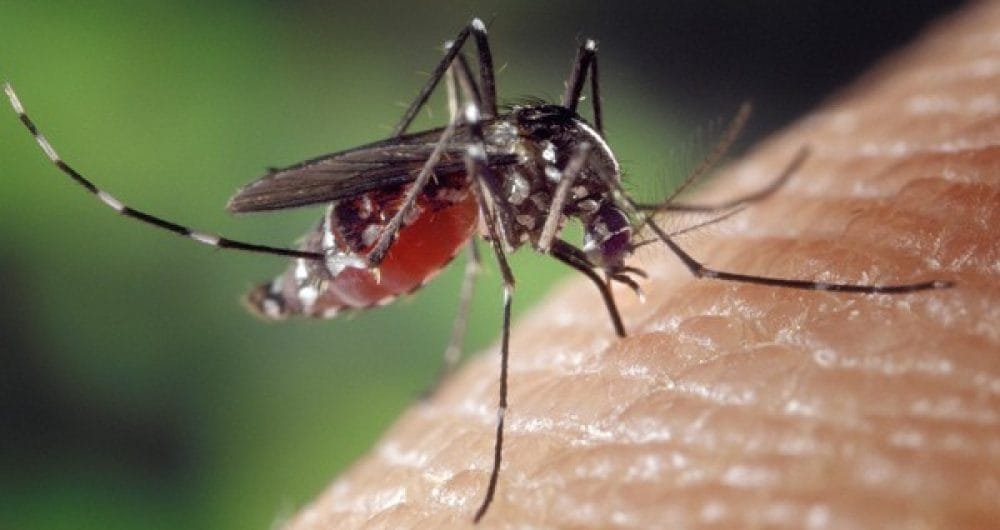 aedes 1000x530