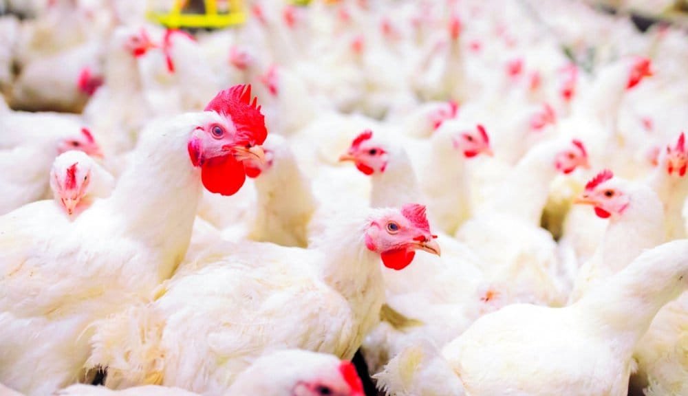 frango3 shutterstock 1000x600