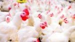 Gripe aviária levanta preocupação sobre consumo de frango