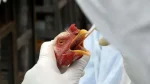 Confirmado novo caso de gripe aviária no Brasil