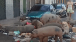 Porcos soltos causam transtornos e sujeira no Parque São Cristóvão
