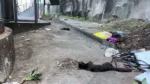 Gatos pretos são encontrados mortos em Salvador