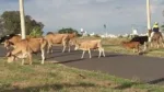 Prefeitura proíbe animais soltos nas ruas e multa tutores