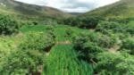 Advogado é preso suspeito de comandar cultivo de maconha em fazenda na Bahia