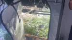 Homem é preso por cultivar maconha em apartamento no Rio Vermelho