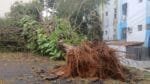 TEMPORAL: Salvador registra 12 árvores caídas e bairros sem energia