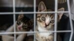 Gatil do Rio Vermelho busca adotantes para 137 gatos resgatados
