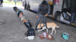 PM deflagra Operação Natal na Rodoviária de Salvador