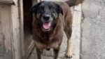 Adolescente envolvido na morte do cão Orelha pode ser internado por reincidência em infrações