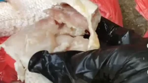 Moradores denunciam peixe estragado em distribuição da Semana Santa na Bahia